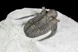Bumpy Cyphaspis Trilobite - Ofaten, Morocco #92924-4